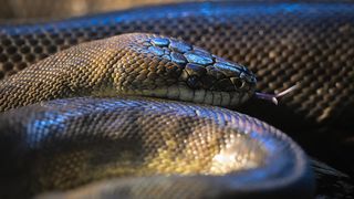 Stanari zagrebačkog Zoološkog vrta u zimskom razdoblju