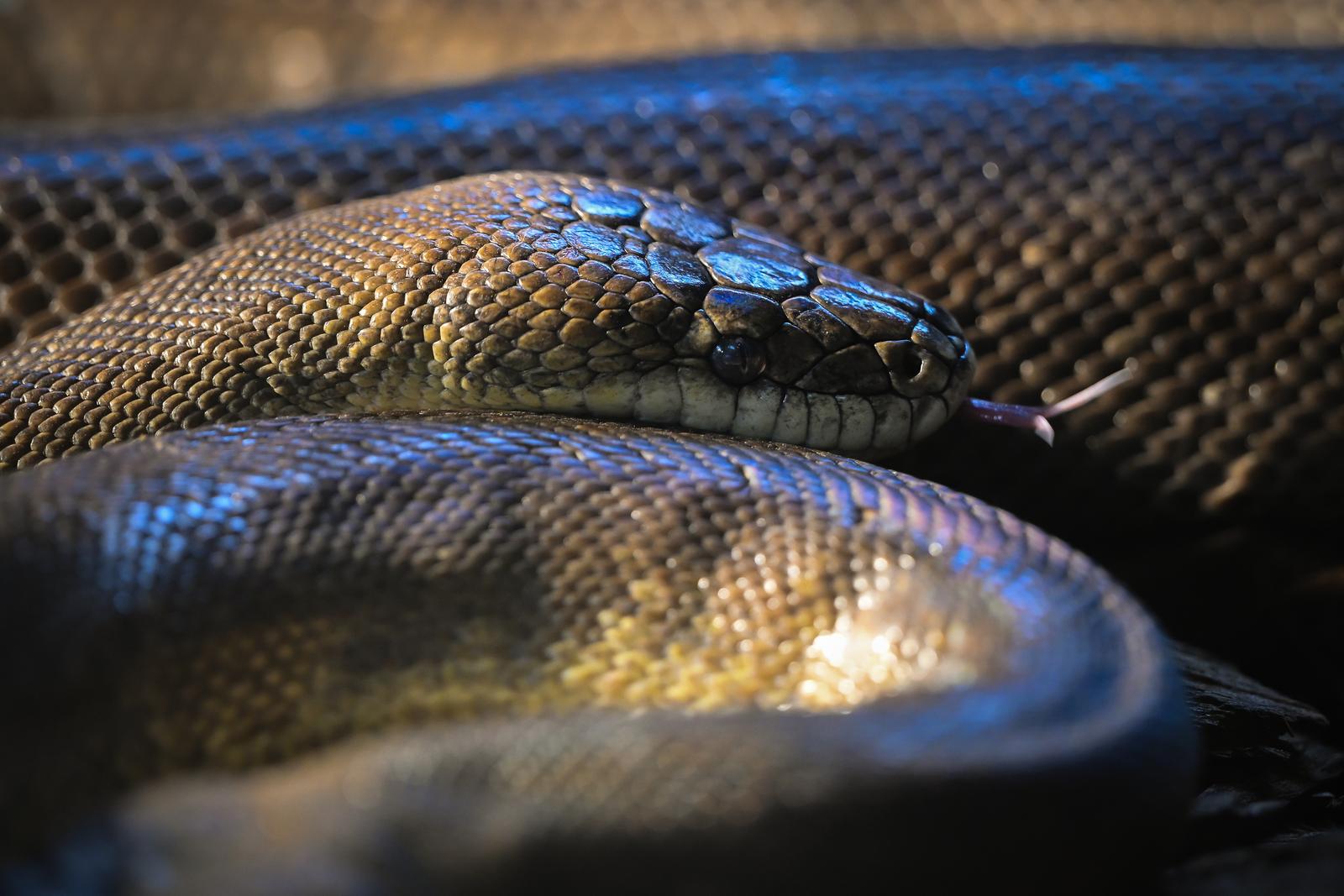 Stanari zagrebačkog Zoološkog vrta u zimskom razdoblju