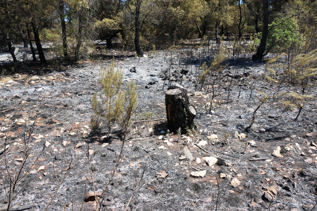 Vir: Požar u Lozicama u potpunosti ugašen Vir: Požar u Lozicama u potpunosti ugašen