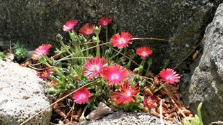 Đir p Rabu Đir p Rabu