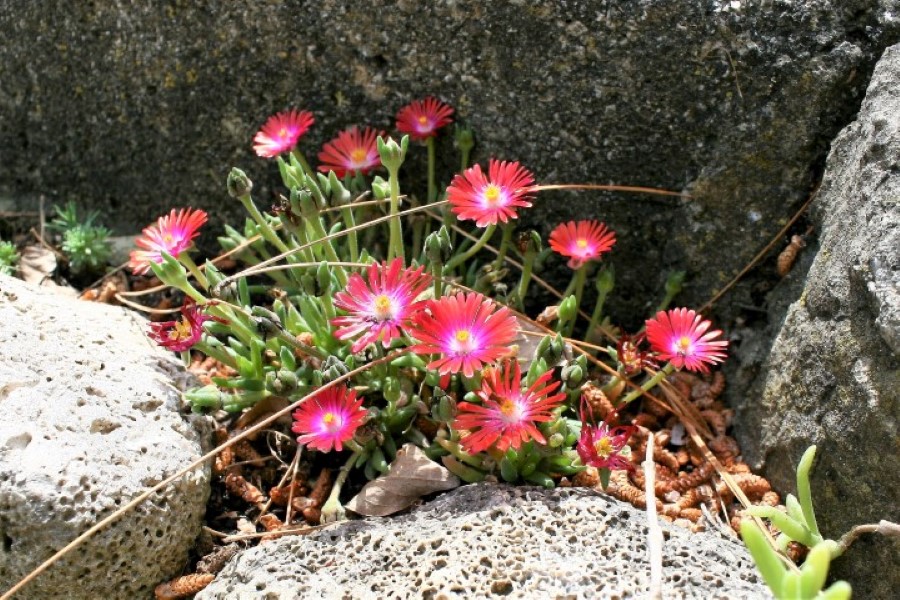 Đir p Rabu Đir p Rabu