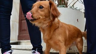 Skup podrške za NO KILL skloništa za životinje,  foto Iva Perinčić