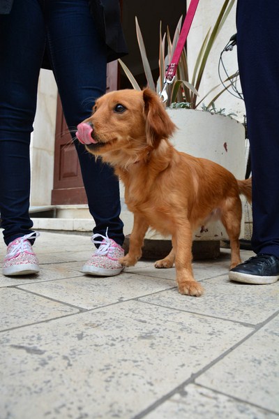 Skup podrške za NO KILL skloništa za životinje,  foto Iva Perinčić