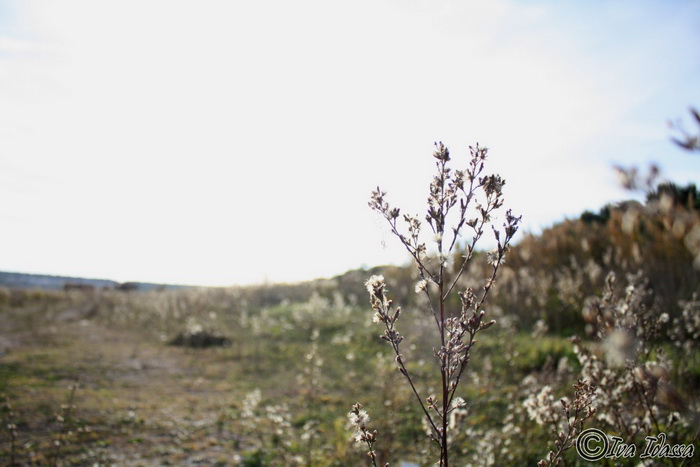 Đir uz Vransko jezero, Foto: Iva Perinić Đir uz Vransko jezero, Foto: Iva Perinić