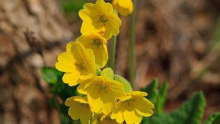 Izlet u Libinje 6. travnja 2011, Foto: Leo Banic