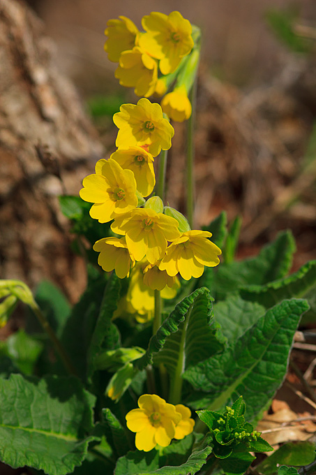 Izlet u Libinje 6. travnja 2011, Foto: Leo Banic