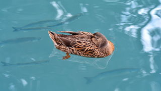 Đir 17. prosinca – uvala Maestral, Foto: Iva Perinčić