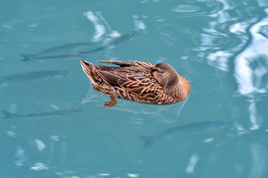 Đir 17. prosinca – uvala Maestral, Foto: Iva Perinčić