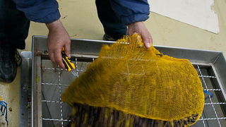 Put masline od stabla do djevicanskog ulja, Foto: Leo Banic Put masline od stabla do djevicanskog ulja, Foto: Leo Banic