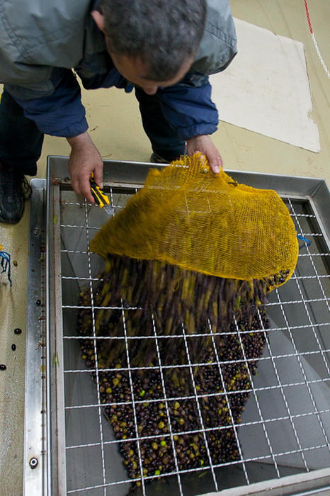 Put masline od stabla do djevicanskog ulja, Foto: Leo Banic Put masline od stabla do djevicanskog ulja, Foto: Leo Banic