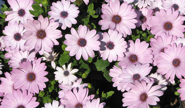 Sv. Filip i Jakov, Dani Cvijeća 2008. Autokamp Đardin