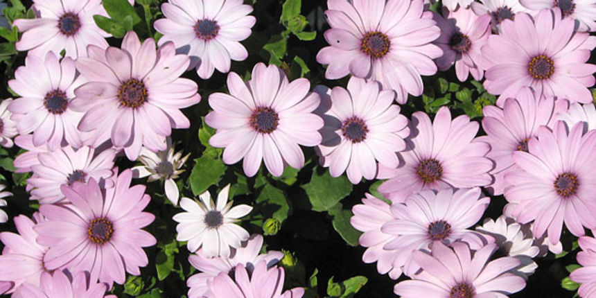 Sv. Filip i Jakov, Dani Cvijeća 2008. Autokamp Đardin Sv. Filip i Jakov, Dani Cvijeća 2008. Autokamp Đardin