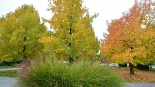 Prekrasne boje bjelovarske jeseni, Photo: Damir Špehar/PIXSELL