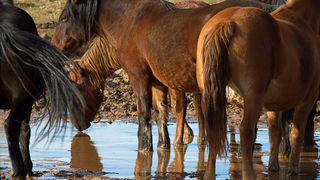 Libinje: Velebitski divlji konji, Foto: Leo Banić