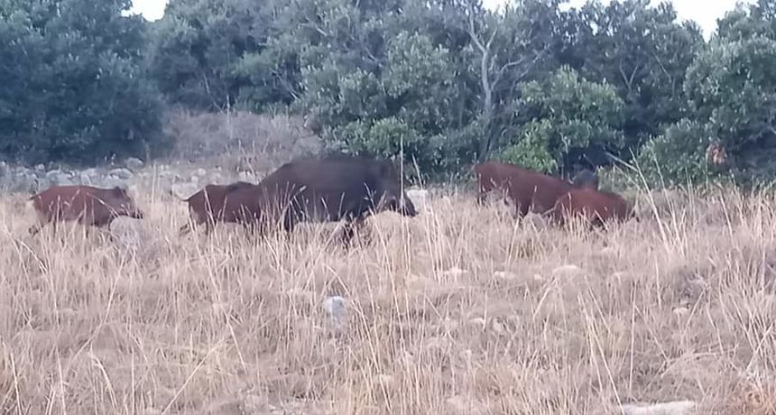 Divlje svinje, Vir Divlje svinje, Vir