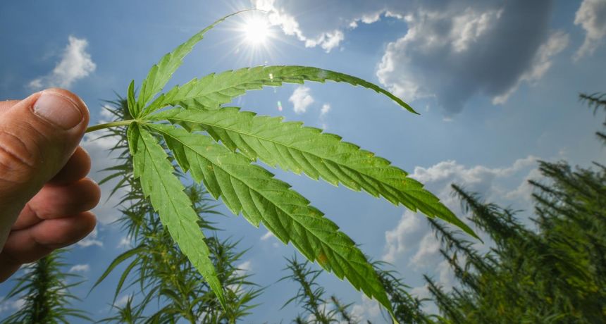 Plantaža konoplje u Smilčiću