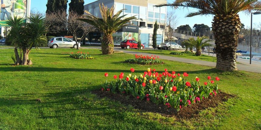 Proljeće, Nasadi Proljeće, Nasadi