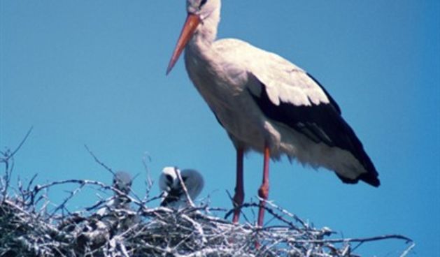 Roda, foto: www.sveosvemu.com