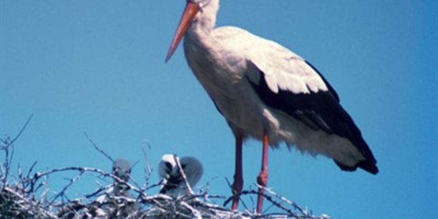 Roda, foto: www.sveosvemu.com Roda, foto: www.sveosvemu.com