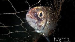 Čudesno zadarsko podmorje: U trapuli, Foto: Ive Šoša Čudesno zadarsko podmorje: U trapuli, Foto: Ive Šoša
