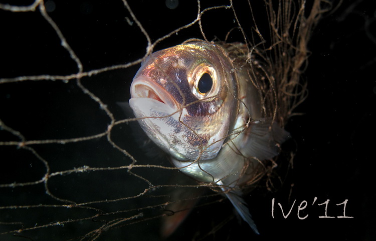 Čudesno zadarsko podmorje: U trapuli, Foto: Ive Šoša Čudesno zadarsko podmorje: U trapuli, Foto: Ive Šoša
