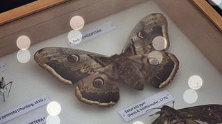 Izlozba A sto ako vam se svidjam? u Gradskoj lozi Izlozba A sto ako vam se svidjam? u Gradskoj lozi