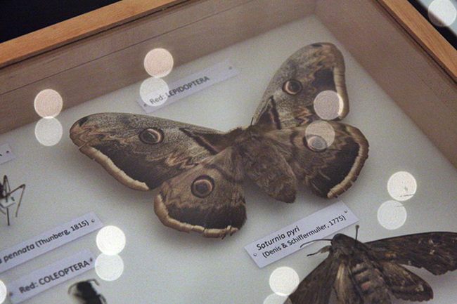 Izlozba A sto ako vam se svidjam? u Gradskoj lozi Izlozba A sto ako vam se svidjam? u Gradskoj lozi