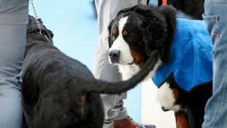 Međunarodna izložba pasa CACIB 2023