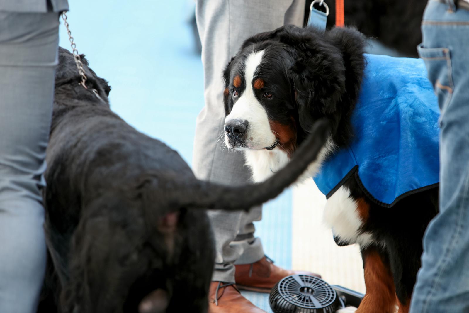 Međunarodna izložba pasa CACIB 2023