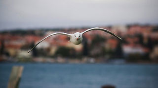 Galebov let (foto:Saša Čuka)