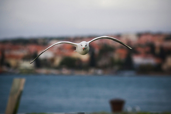 Galebov let (foto:Saša Čuka)