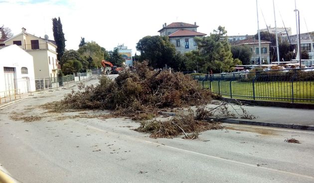 Posječena stabla, sječa stabla, Vruljica