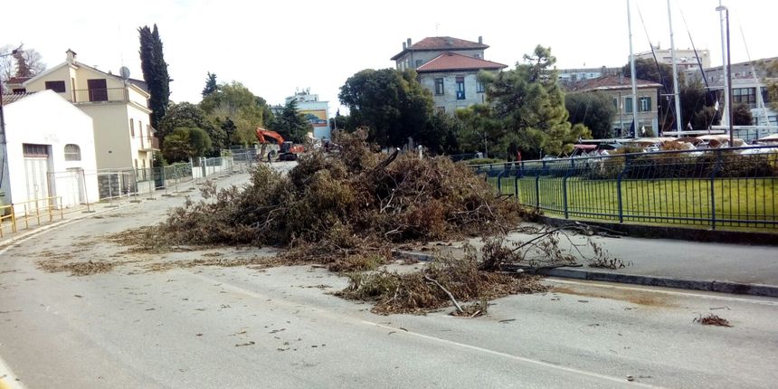 Posječena stabla, sječa stabla, Vruljica