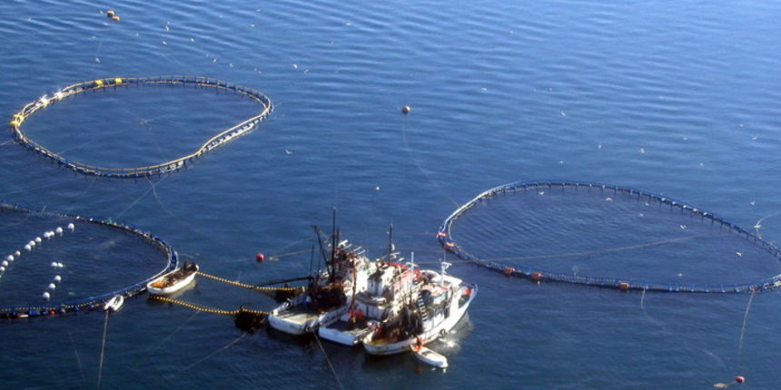 Farma Drvenik tune u suvlasni Farma Drvenik tune u suvlasni