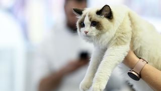 Međunarodna izložba mačaka