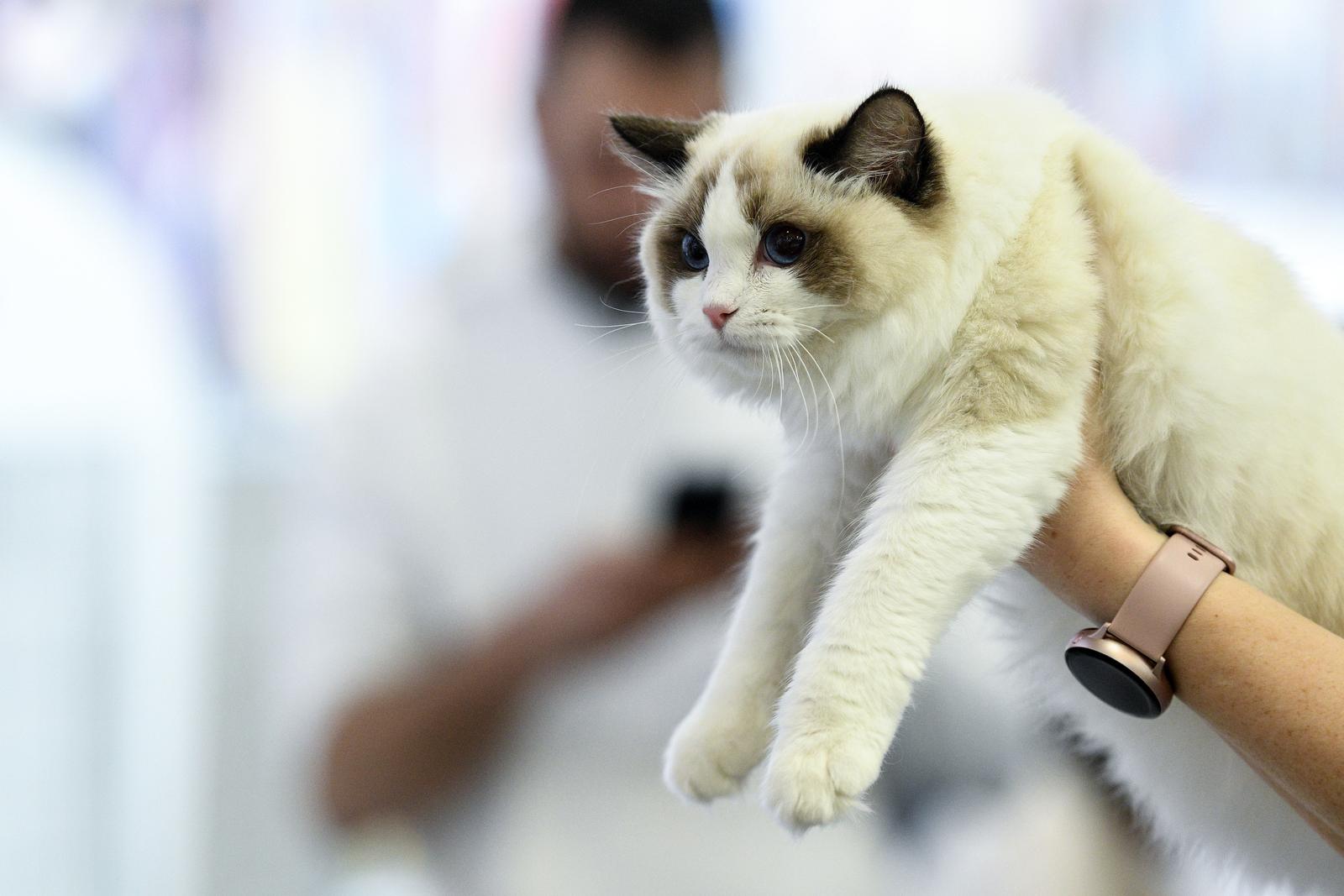 Međunarodna izložba mačaka