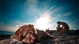 Vis 210812.
Otok Vis jedan je od najudaljenijih hrvatskih otoka koji broji nesto manje od 3 i pol tisuce stanovnika.No u vrijeme turisticke sezone otok postaje omiljena destinacija turistima od kojih je tradicionalno u kolovozu najvise Talijana.Vis ima bo