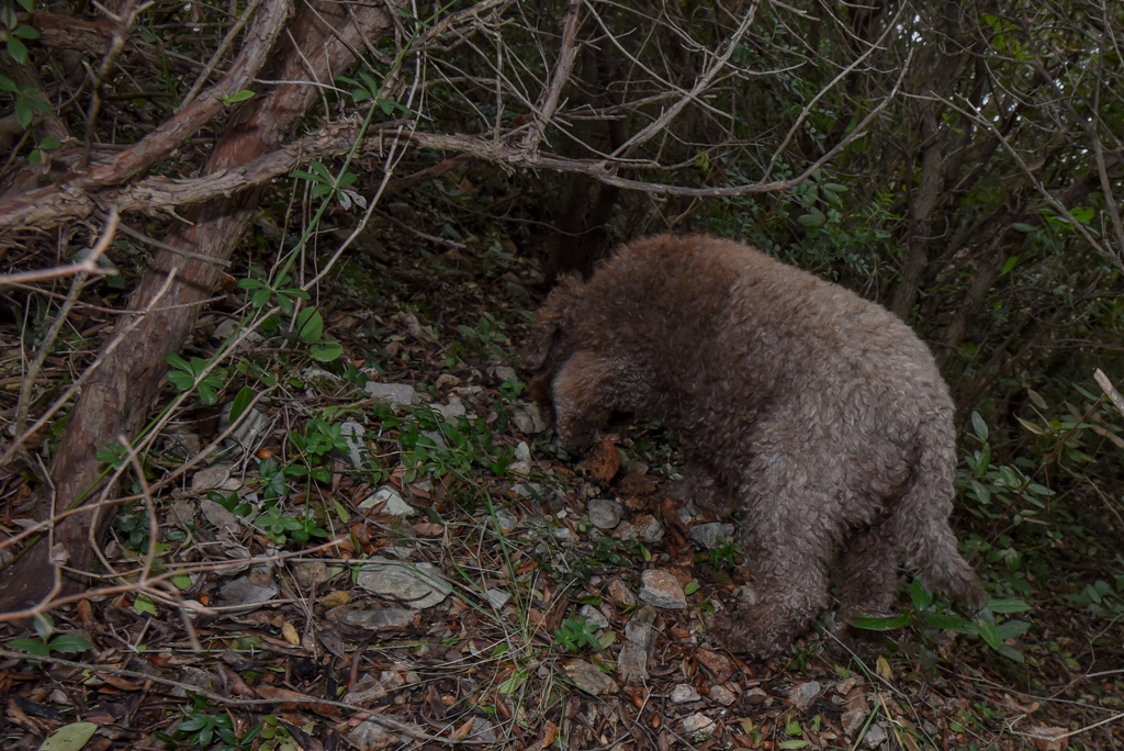 Tuna, sushi and wine festival: Ručak u Kraljevskim vinogradima Tuna, sushi and wine festival: Ručak u Kraljevskim vinogradima