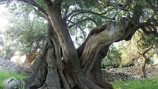 Biograd na moru: Otvorena izložba fotografija “Lunjske masline” Biograd na moru: Otvorena izložba fotografija “Lunjske masline”