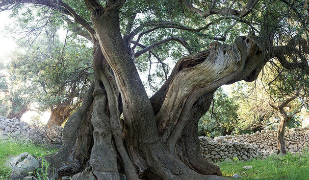 Biograd na moru: Otvorena izložba fotografija “Lunjske masline”