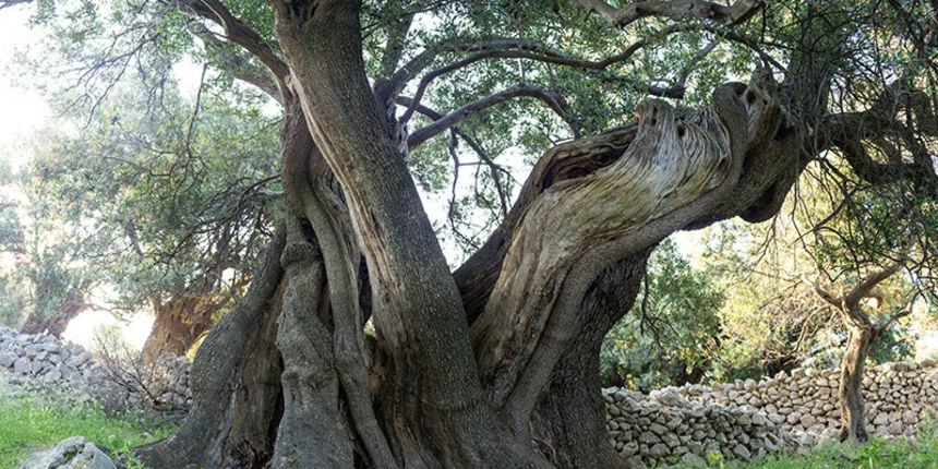 Biograd na moru: Otvorena izložba fotografija “Lunjske masline”