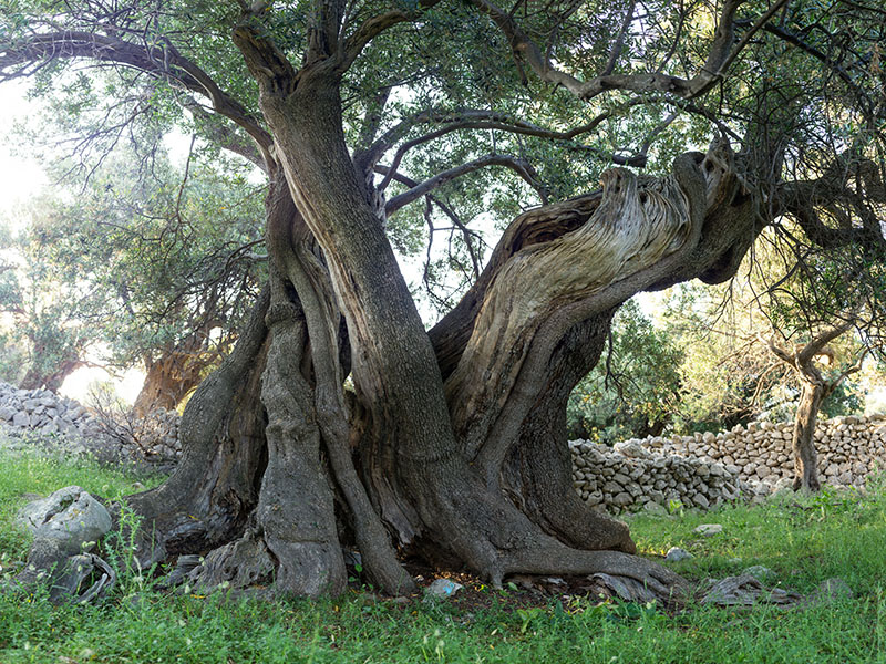 Biograd na moru: Otvorena izložba fotografija “Lunjske masline” Biograd na moru: Otvorena izložba fotografija “Lunjske masline”