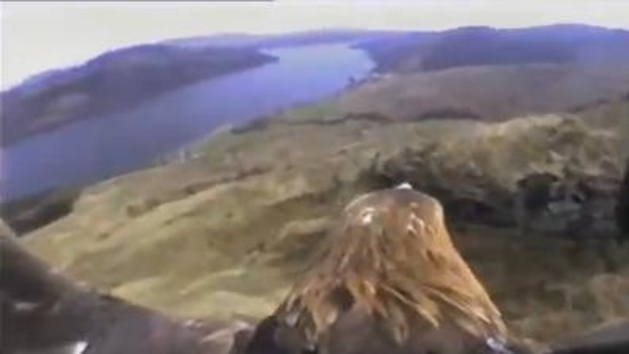 Orao kliktaš ugrožena je vrsta orla