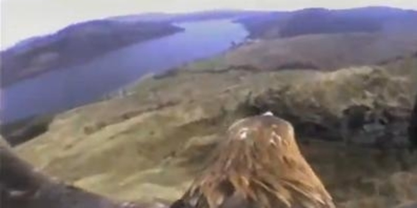 Orao kliktaš ugrožena je vrsta orla Orao kliktaš ugrožena je vrsta orla