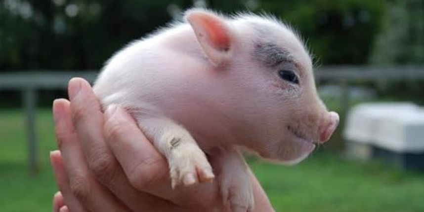 Praščić (Foto: humaneeducatorsreachingout.com) Praščić (Foto: humaneeducatorsreachingout.com)