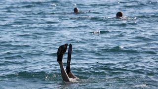 Bablje ljeto na zadarskim plažama 9. listopada 2014, Foto: Filip Brala/PIXSELL Bablje ljeto na zadarskim plažama 9. listopada 2014, Foto: Filip Brala/PIXSELL