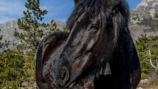 Veliko Rujno: Drago Krapić vlasnik je pedesetak konja koji obitavaju na velebitskim pašnjacima