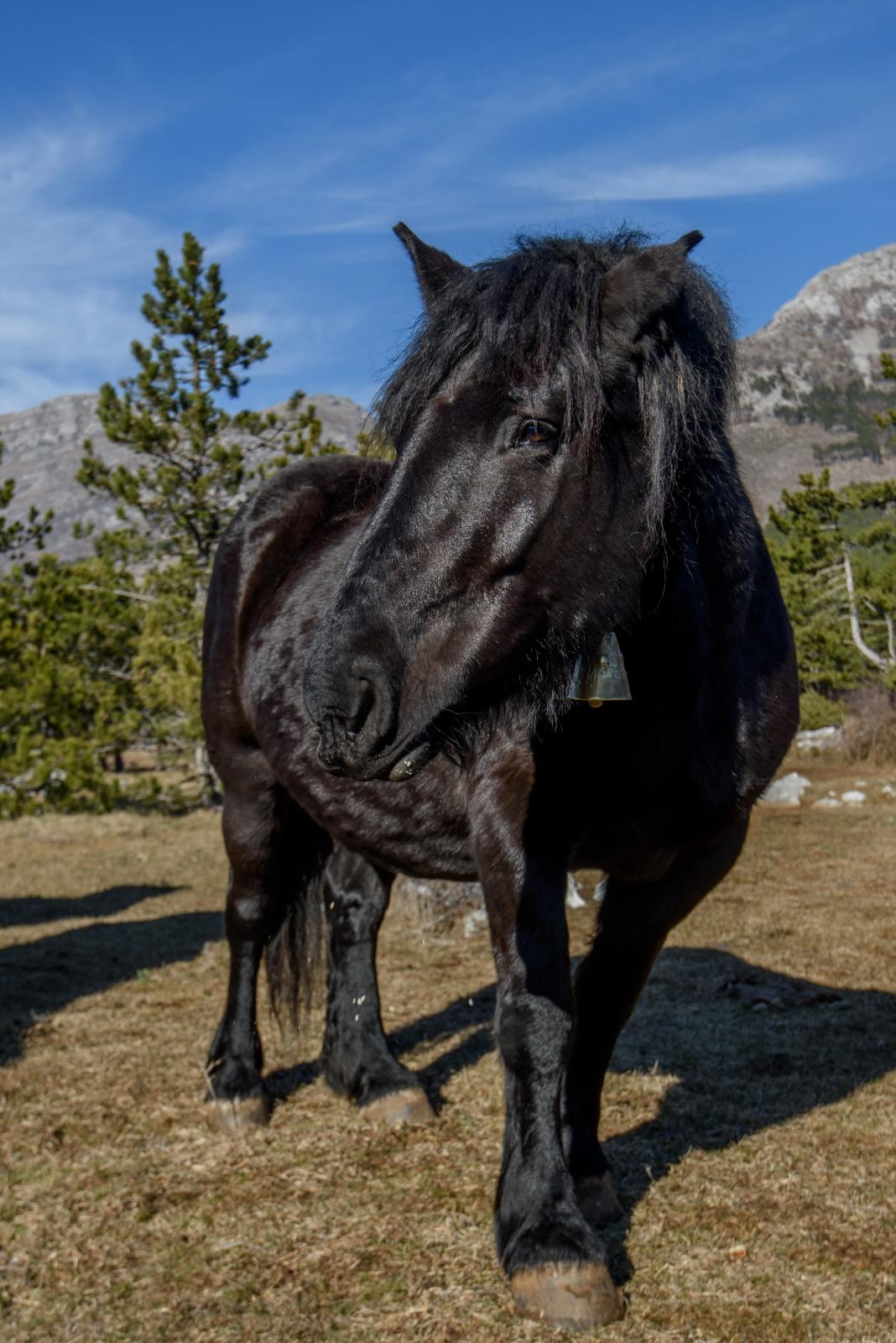 Veliko Rujno: Drago Krapić vlasnik je pedesetak konja koji obitavaju na velebitskim pašnjacima