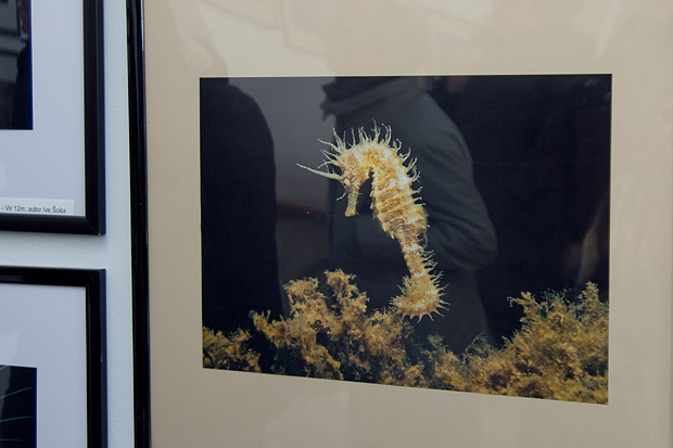 Otvorenje izložbe “Zagrljaj dubine” u Gradskoj loži, Foto: Leo Banić Otvorenje izložbe “Zagrljaj dubine” u Gradskoj loži, Foto: Leo Banić