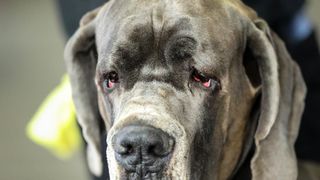 Izložba pasa na Zagrebačkom velesajmu Izložba pasa na Zagrebačkom velesajmu